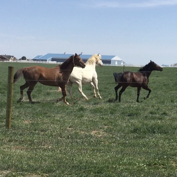 3 horses in new green pasture